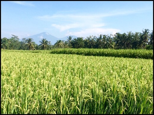 Walk in the rice fields surrounding Ubud. 