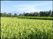 Walk in the rice fields surrounding Ubud. : by finally, Views[755]