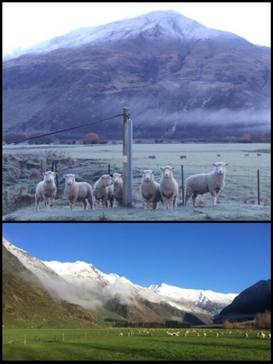 Voici la population la plus importante de Nouvelle-Zélande!!! 4 millions d'habitants et 40 millions de moutons, bienvenue en NZ! On peut vous dire qu'on n'a jamais vu autant de moutons de notre vie!!! Hihi ;-) 