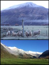 Voici la population la plus importante de Nouvelle-Zélande!!! 4 millions d'habitants et 40 millions de moutons, bienvenue en NZ! On peut vous dire qu'on n'a jamais vu autant de moutons de notre vie!!! Hihi ;-) : by finally, Views[365]