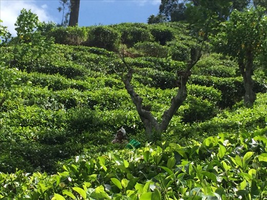 Tea plantations in Ella where the famous Ceylon tea comes from. 