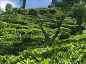 Tea plantations in Ella where the famous Ceylon tea comes from. : by finally, Views[316]