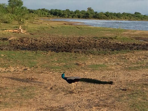 We saw so many wild peacocks during the safari. 