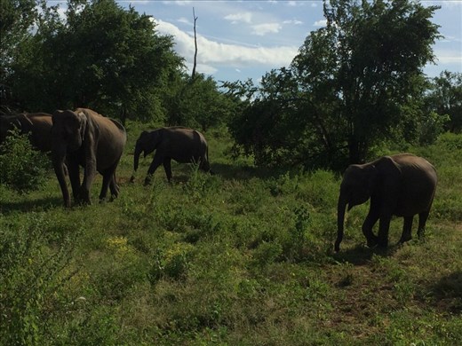 Safari in the national park of Udawadale. 
