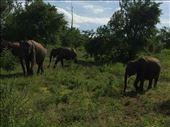 Safari in the national park of Udawadale. : by finally, Views[406]
