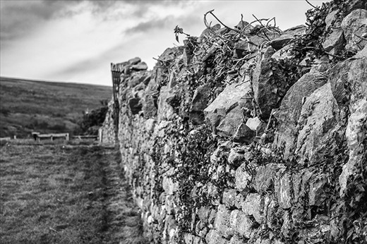 The fence separating the meadow