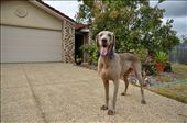Hello, my name is Denzel. I am four years old, Weimaraner. This is my house in the Brisbane suburbs of Australia. I live here with my mum, dad and little (human) brother.: by fionachan, Views[649]