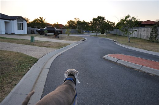 Last month, my family went away for a few days and Fiona came to look after me. In the early mornings and evenings, we would go to the dog park around the corner from my street.