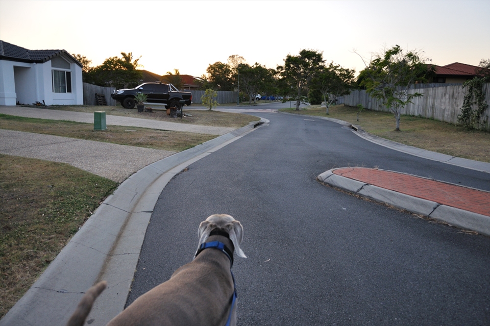 Last month, my family went away for a few days and Fiona came to look after me. In the early mornings and evenings, we would go to the dog park around the corner from my street.