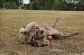 At the dog park, I can run without a lead, play ball and roll in the grass.: by fionachan, Views[538]