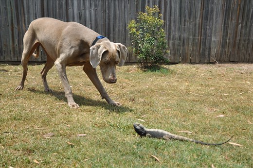I also play a lot in my own backyard. One day, a stranger comes into the yard. Fiona says it's a goanna. It stays for awhile. 