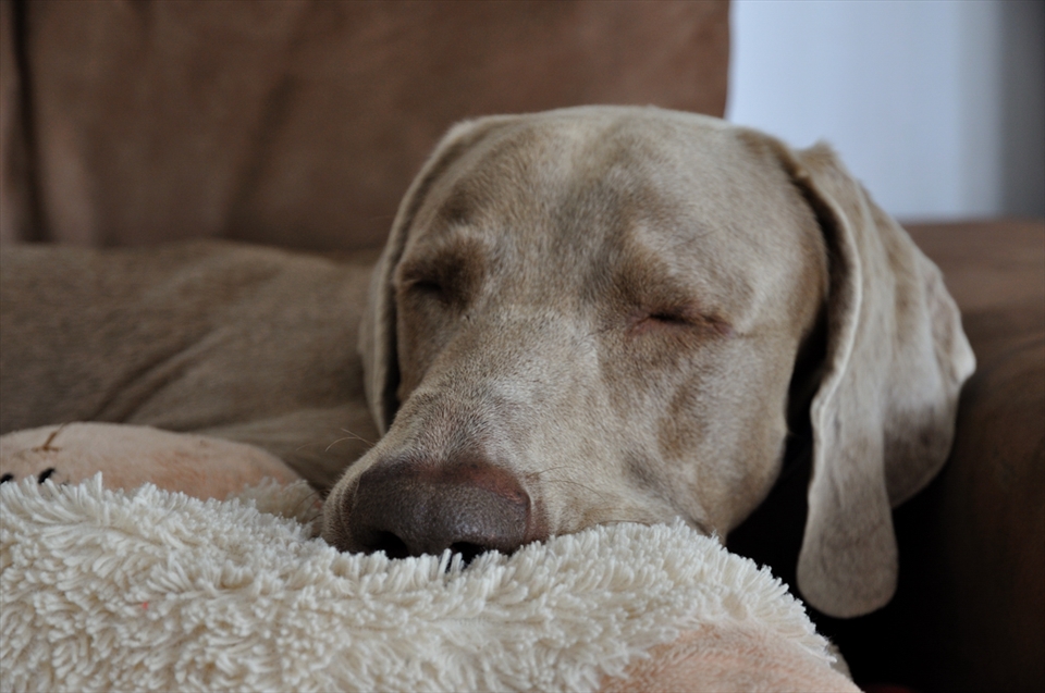 For much of the day, I am inside minding the house, or sleeping on the sofa.