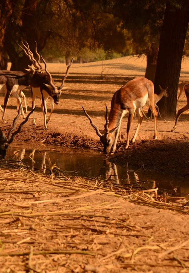 Lal Sohanra National Park (Pakistan): When you know that an endangered species is kept safe in a distant part of your country it becomes almost necessary for you to give it a visit once. The thought that these lively Black Bucks might be extinct for future generations gives one a mixed felling of sadness and pity.