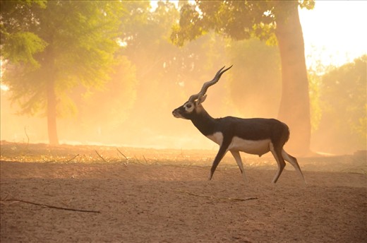 As soon as these Bucks begin to notice the presence of an uncommon visitor a stampede raises the dust cloud in the air. These animals are mystified by the presence of foreign species as much as any visitor to them does.