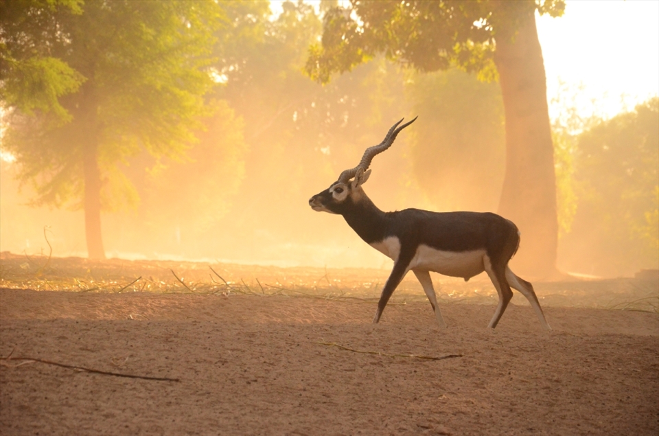 As soon as these Bucks begin to notice the presence of an uncommon visitor a stampede raises the dust cloud in the air. These animals are mystified by the presence of foreign species as much as any visitor to them does.