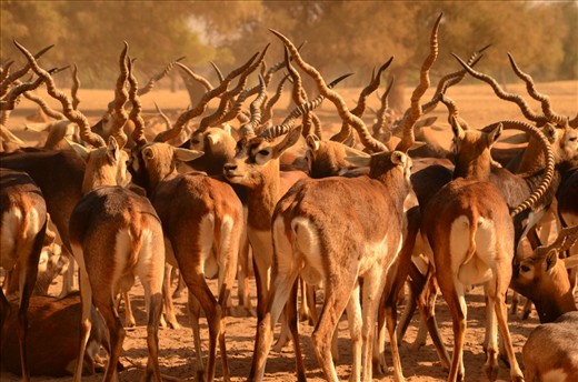 As the herd travel through the sanctuary the most beautiful contrasting layers of textures become more apparent. The dusty air, the hard horns, the cautious eyes, the furred bellies, the active legs and then the desert soil all layered themselves perfectly making a composition which can only exist in the beautiful nature.