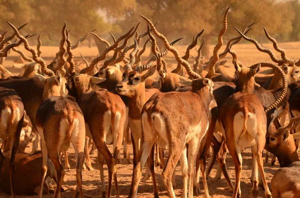 As the herd travel through the sanctuary the most beautiful contrasting layers of textures become more apparent. The dusty air, the hard horns, the cautious eyes, the furred bellies, the active legs and then the desert soil all layered themselves perfectly making a composition which can only exist in the beautiful nature.