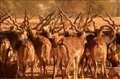 As the herd travel through the sanctuary the most beautiful contrasting layers of textures become more apparent. The dusty air, the hard horns, the cautious eyes, the furred bellies, the active legs and then the desert soil all layered themselves perfectly making a composition which can only exist in the beautiful nature.: by fjmian, Views[410]