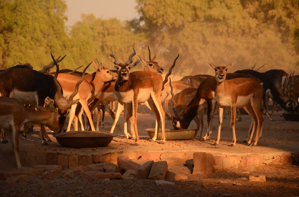 According to Locals the best time to visit the sanctuary is around 4:00 PM which is their feeding time. As soon as the food cornucopia opens the rising cloud of dust and banging sounds of their horns makes it a worth watching experience.  