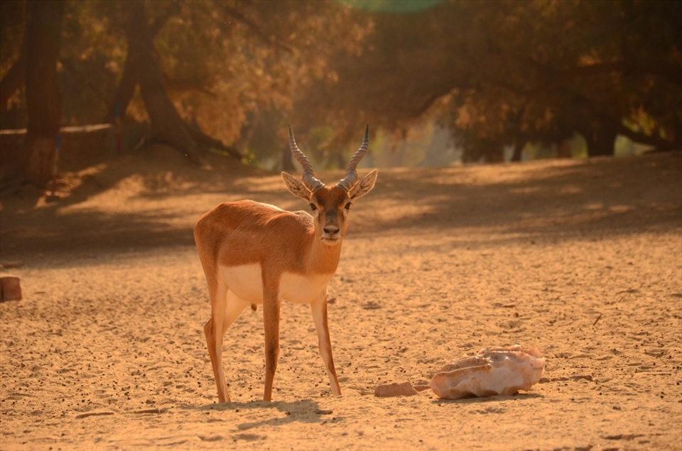 When leaving the sanctuary the animals give the visitors the glance questioning the answers to their existance. This make the vistors think what we have had done differently to avoid this and end up changing their future life styles.