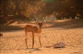 When leaving the sanctuary the animals give the visitors the glance questioning the answers to their existance. This make the vistors think what we have had done differently to avoid this and end up changing their future life styles.: by fjmian, Views[327]