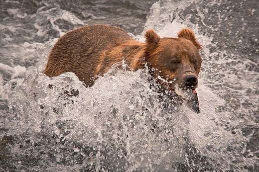 A grizzly bear catching wild Salmon in Katmai National Park