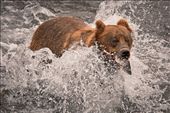A grizzly bear catching wild Salmon in Katmai National Park: by flamester, Views[267]