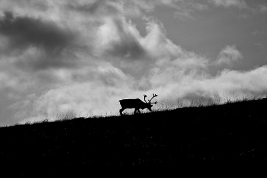 A lone Caribou in Denali National Park