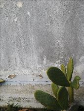 CACTUS: by flandolfo, Views[259]