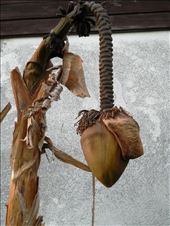 BANANA TREE: by flandolfo, Views[255]