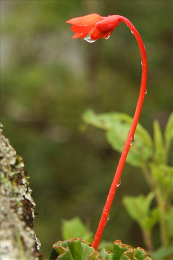 Red flower of Machu Picchu