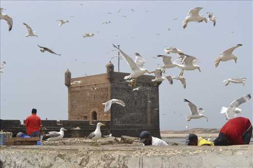At Essaouira, the fishermen shout and the seagulls squawk for fish