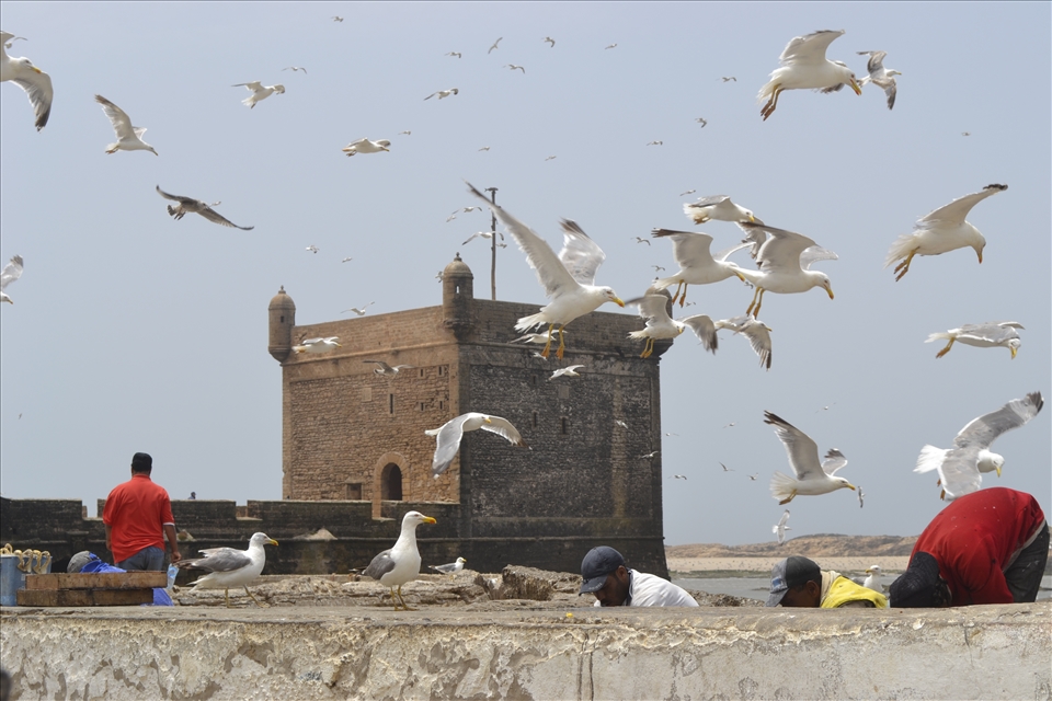 At Essaouira, the fishermen shout and the seagulls squawk for fish