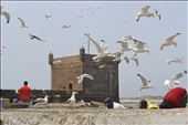 At Essaouira, the fishermen shout and the seagulls squawk for fish: by flopiescudero, Views[411]