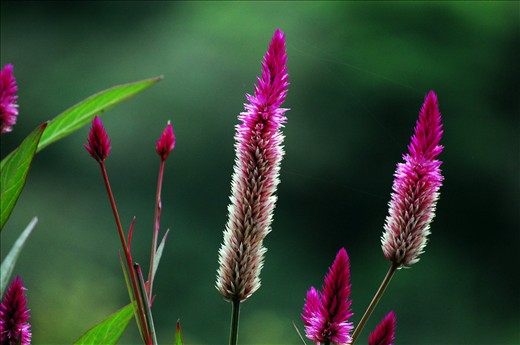 Flora is always in the path of your trip making it a colorful one.