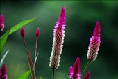 Flora is always in the path of your trip making it a colorful one.: by flors, Views[388]