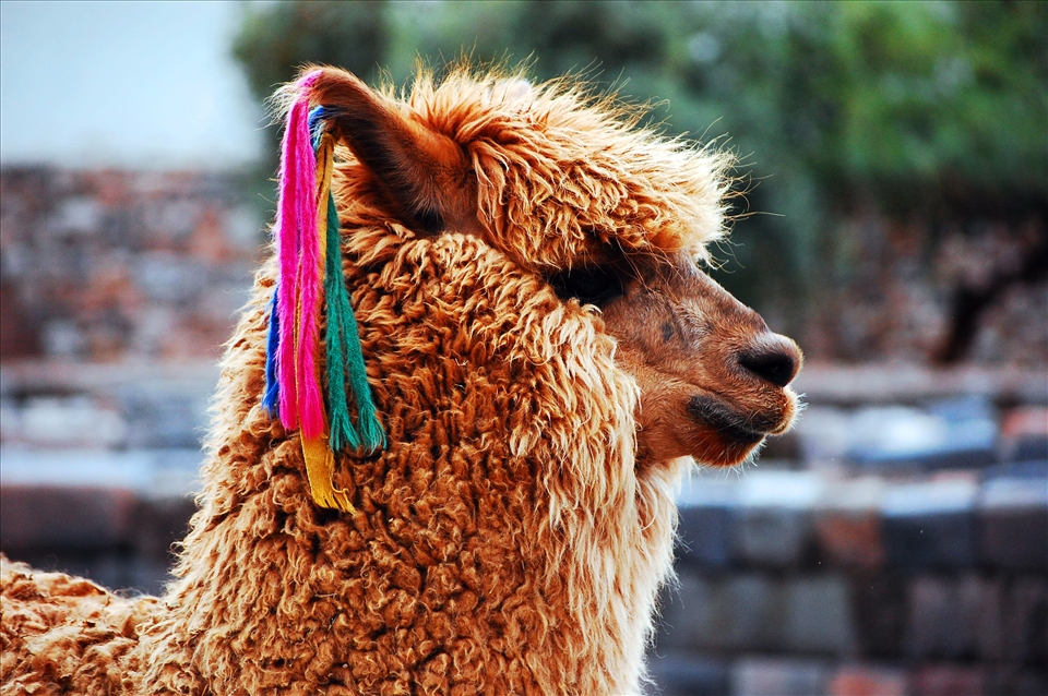 The llama is a holy symbol for the Inka’s culture that wonders all tourists.