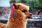The llama is a holy symbol for the Inka’s culture that wonders all tourists.: by flors, Views[580]