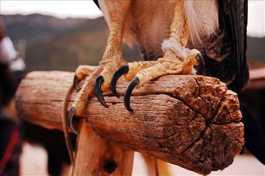 From the high mountains to the sea the eagle takes care of the hidden secrets of Perú.