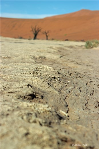Back to the roots in Deadvlei 