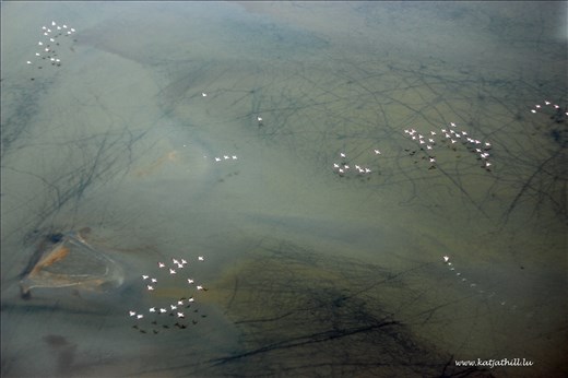 Flamingos over the Namib Coastline 