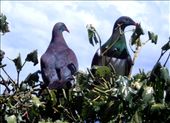 Two pigeons (kereru), Tiritiri Matangi: by flyingpiglet, Views[697]