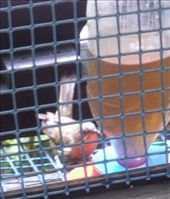 Feed station, Tiritiri Matangi: by flyingpiglet, Views[542]