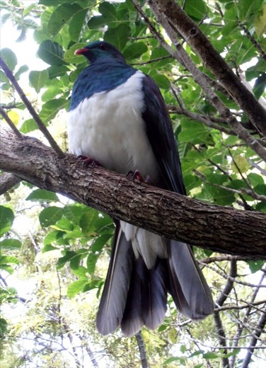 Pigeon (kereru) sitting just above our heads, Tiritiri Matangi