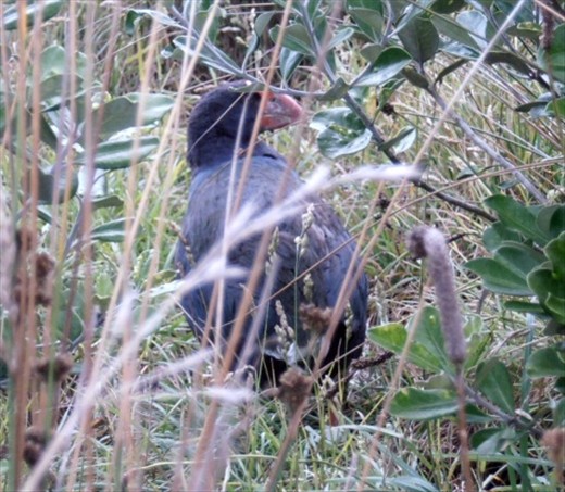 Takahe, Tiritiri Matangi