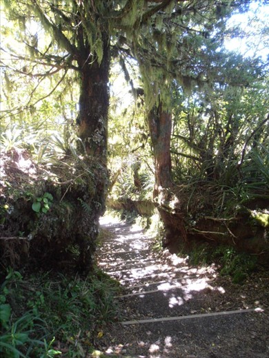 Bush track, North Egmont 