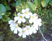 Tiny mountain flowers: by flyingpiglet, Views[610]