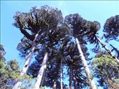 Mt Taranaki, trees near start of Tahurangi hut track: by flyingpiglet, Views[641]