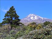 Mt Taranaki from Tahurangi hut track: by flyingpiglet, Views[559]