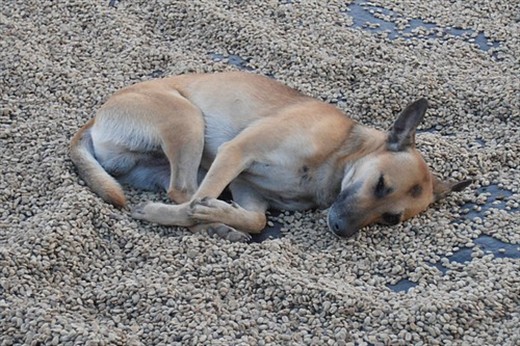 Interesting flavour? Dog sleeping comfortably on coffee beans, Jaen